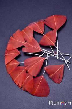 Pétales en plumes - 6-8 x 3-4 cm - saumon rosé
